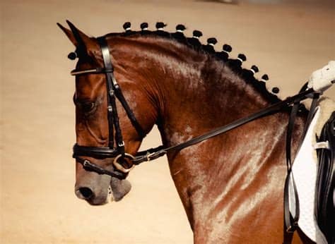The search engine that helps you find exactly what you're looking for. Horse Show Braider Career Profile