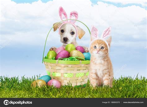 Cute Easter Kitten Cute Puppy Kitten Wearing Easter Bunny Ears Basket