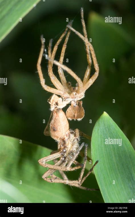 Spider Hanging From Web Hi Res Stock Photography And Images Alamy