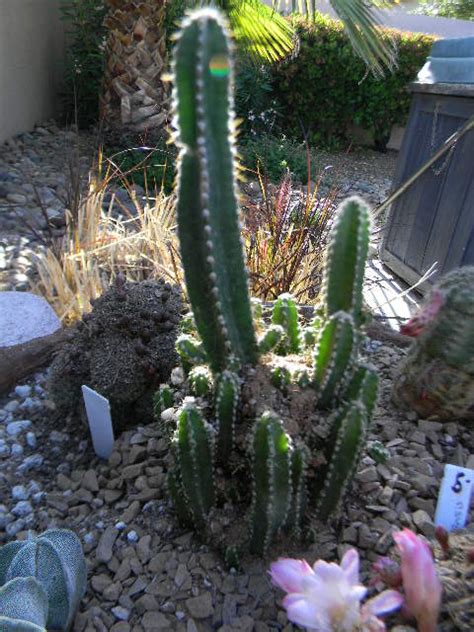Kards By Kadie Arizona Cactus Garden