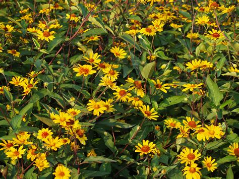 Heliopsis Helianthoides Summer Nights False Sunflower