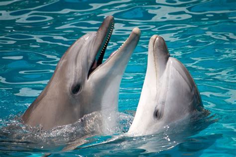Science Has Discovered That Dolphins Call Each Other By Name 94 3