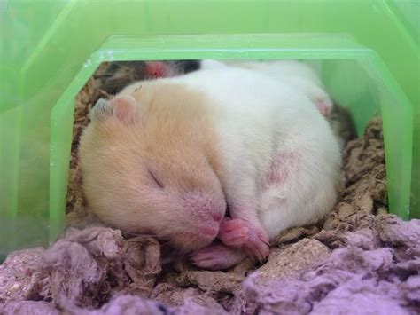 Animals Pets Hamsters Hamsters As Pets Cute Hamsters Rodents