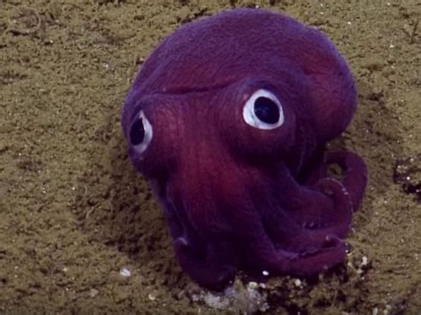 Is It A Pokemon Googly Eyed Purple Squid Snubs Submarine Crew Cnet