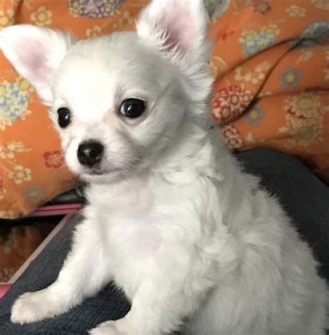Cute Chihuahua Puppies For Sale Offer
