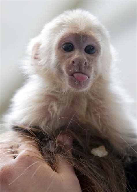 Baby Capuchin Monkey More Animals And Pets Funny Animals Strange