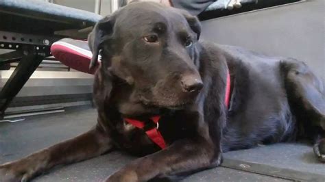 Eclipse The Dog Famous For Riding Seattle Buses By Herself Dies At Age 10