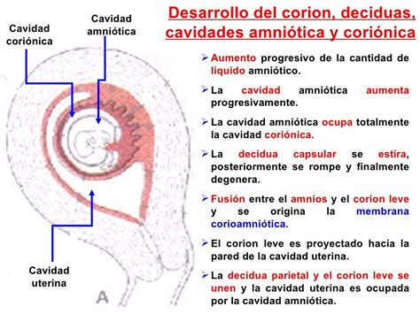 Desarrollo De La Placenta