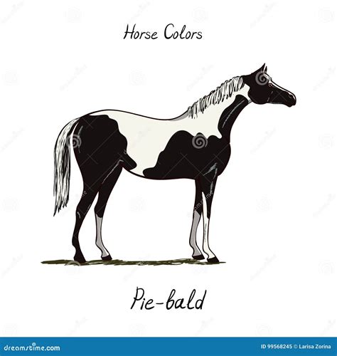 Piebald Skewbald Pinto Horse Color Chart On White Equine Coat Colors