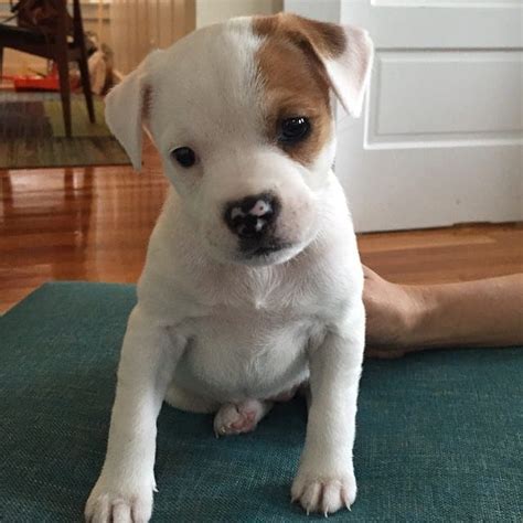 They are usually patient with children as well as small dogs and puppies. American Bulldog & Jack Russell Terrier Mix: Info, Pictures, Traits