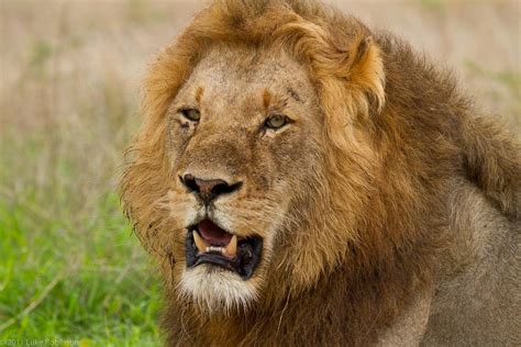 Adult Male Lion Luke Robinson Flickr