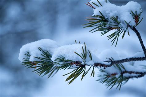 Snow Covered Pine Branch Stock Image Image Of Winter