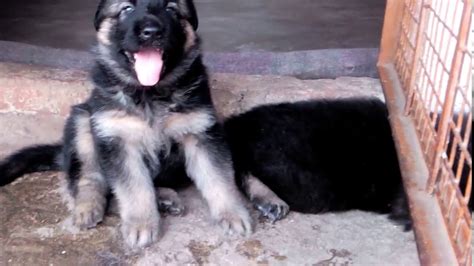 He is weighing in at almost 50 lbs already! Free German Shepherd Puppies available at Pets Playhouse ...