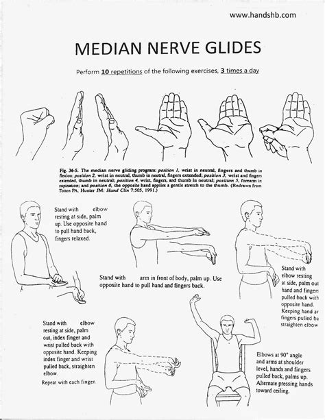 Radial Nerve Radial Nerve Gliding Exercises Handout