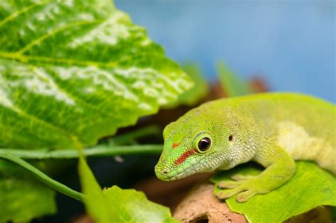 Un Gecko Verde Phelsuma Grandis Está Mirando La Carta Foto Premium