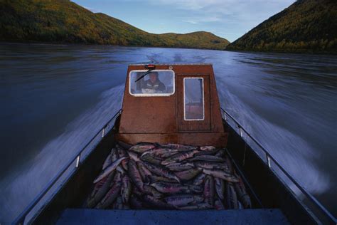 How Alaska Natives Lost The Right To Fish Sacred Salmon Civil Eats