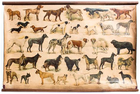 Wall Chart Of Dog Breeds 1952 For Sale At Pamono