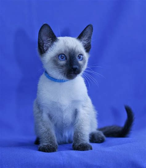 The cheapest offer starts at £20. Carolina Blues Cattery Siamese Kittens for Sale | Siamese ...