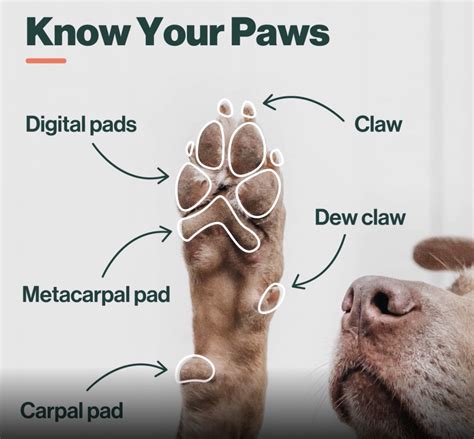 The Wonder of Your Dog's Paws and How To Take Care of Them - The Farmer