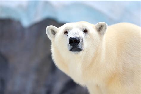 The Frightening Truth Behind The Viral Video Of A Polar Bear Petting A