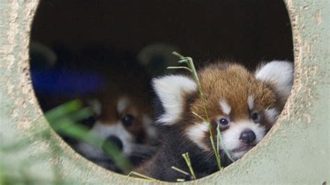 Name Chosen For Red Panda Cub At Zoo Ctv News