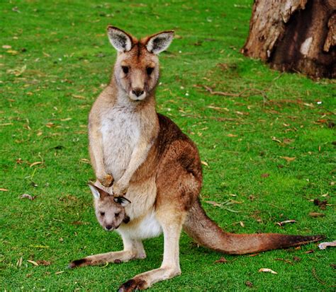 Kangaroo Mother And Baby By Eisblume Redbubble