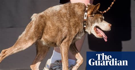 The Ugliest Dog Competition In Pictures Life And Style The Guardian