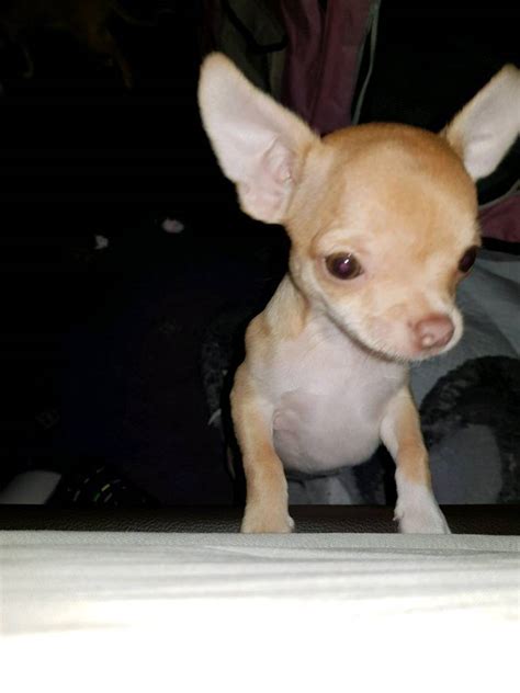 Chihuahua Male Puppy In Leicester Leicestershire Gumtree