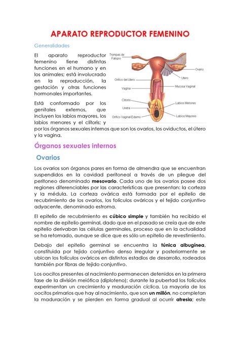 Aparato Reproductor Femenino Resumen Descriptivo Histol Gico Aparato Reproductor Femenino