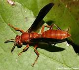 Mahogany Wasp