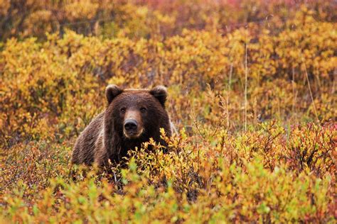 Portrait Of An Adult Brown Bear Amongst The Fall Foliage In Denali