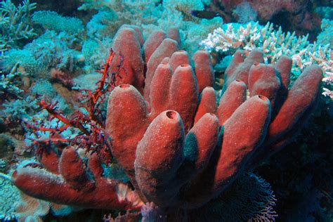 Types Of Sea Sponges