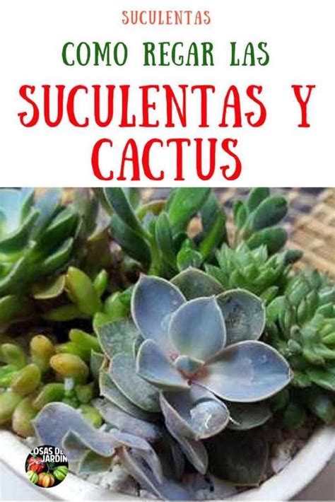 También contienen propiedades curativas que se han utilizado durante mucho tiempo. Como regar correctamente las suculentas y los cactus y ...