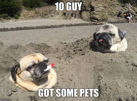 Image Tagged In Sunbathing Pugs Imgflip