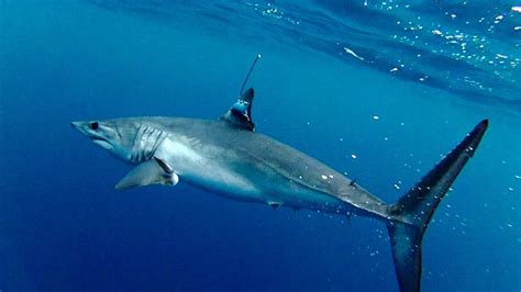 Movements And Habitat Use Of Shortfin Mako Sharks In The Southwest