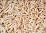 Termite Larvae Photos
