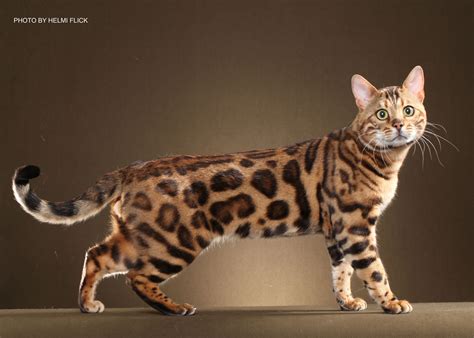Bengal Adult Cats For Sale In Ga Boydsbengals