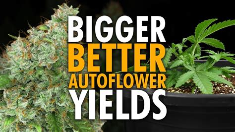 Beginner Autoflower Grow Tips For Bigger Yields Cannabis Recipies