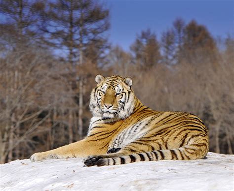 Siberian Tigers The Full Facts On The Big Cats Daily Star