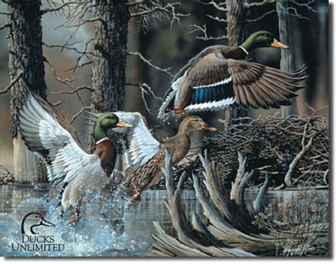 Separate dry kitchen with gray water bucket. Ducks Unlimited Beaver Pond Mallard TIN SIGN wildlife ...
