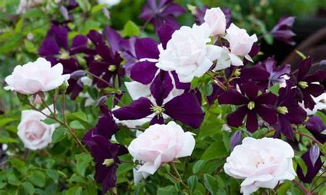 That's why this common process can feel a bit scary; rabatt pioner Combining Roses and Clematis, Mixing ...