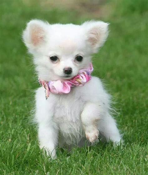 White Long Haired Apple Head Chihuahua Pets Lovers