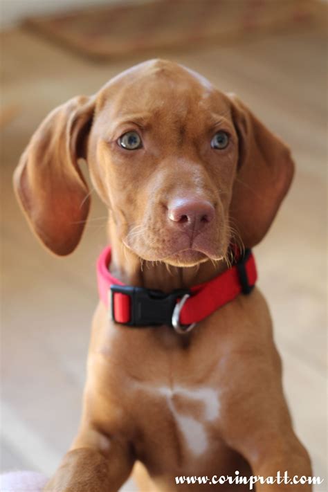 You've brought your new adorable puppy and you're wondering how difficult it's going to be to housebreak him/her. Mokey ~ Vizsla Pup ~ Classic Look | Vizsla puppies, Vizsla ...