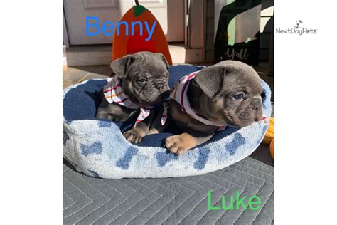 The french bulldog is a delightful little dog who shows little remnants of his gladiator ancestry. Bleus Pups: French Bulldog puppy for sale near Cleveland, Ohio. | 05e42aea-f761