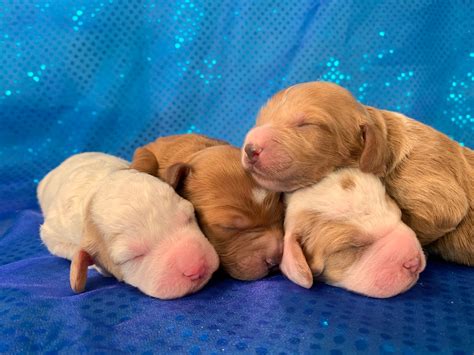 Those long, lush ears that practically demand to be touched—no wonder the cocker spaniel spent years as america's most popular breed. Cockapoo Sale! Iowa Breeder! Puppies Available Now!