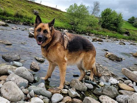 3 Best German Shepherd Rescues In Montana 2024 Update World Of Dogz