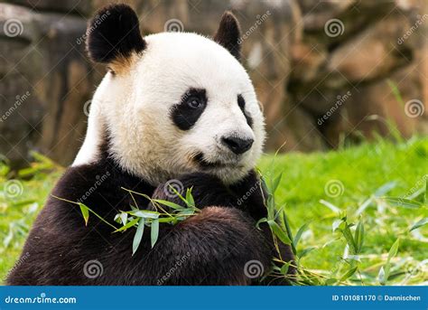 A Panda Holding Its Favorites Bamboo Stock Photo Image Of Furry