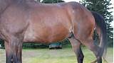Pictures of Equine Ocd Treatment