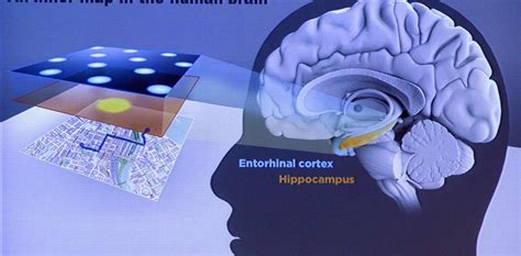 Nobel De Medicina Cómo Funciona El Gps Del Cerebro