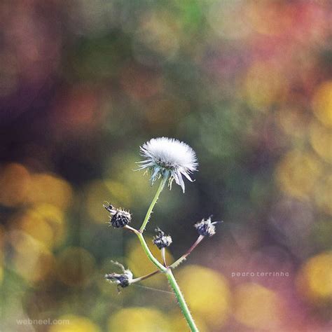 35 Beautiful Nature Photography By Pedro Terrinha Colorful Showcase